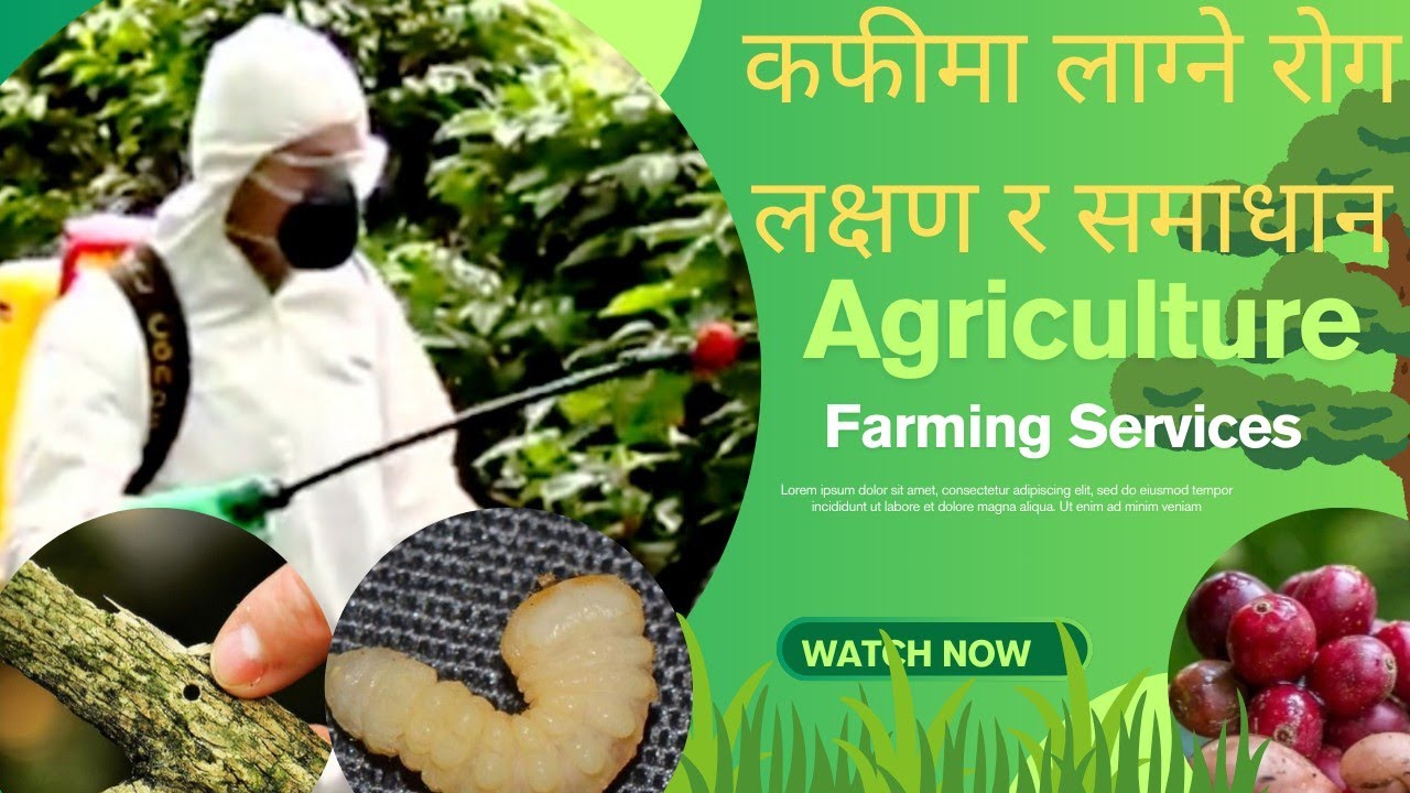 कफी खेतीमा लाग्ने रोग र कीराबाट कसरी बच्ने?#coffee#agriculture #fungicida 