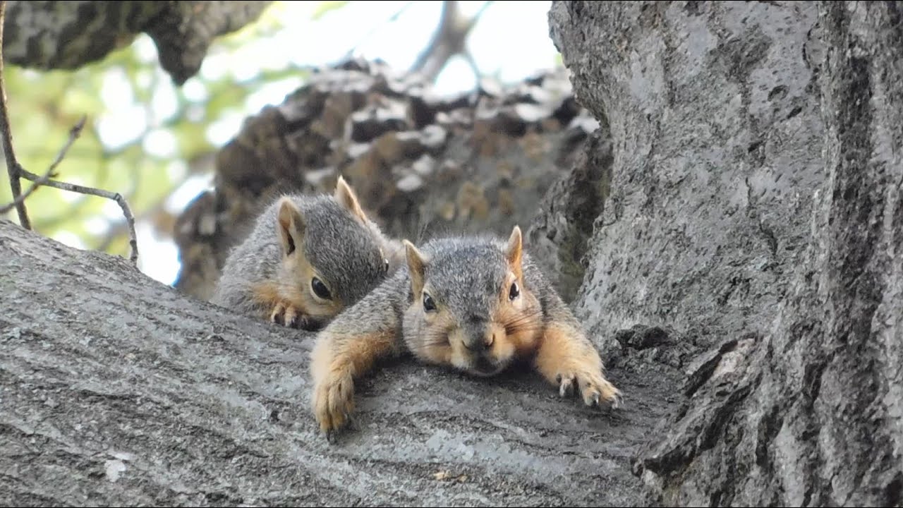 Squirrel Family on a Hot Day