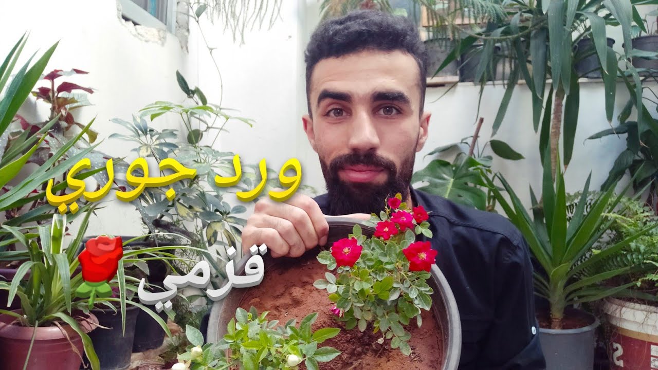 زراعة ورد الجوري القزمي في المنزل