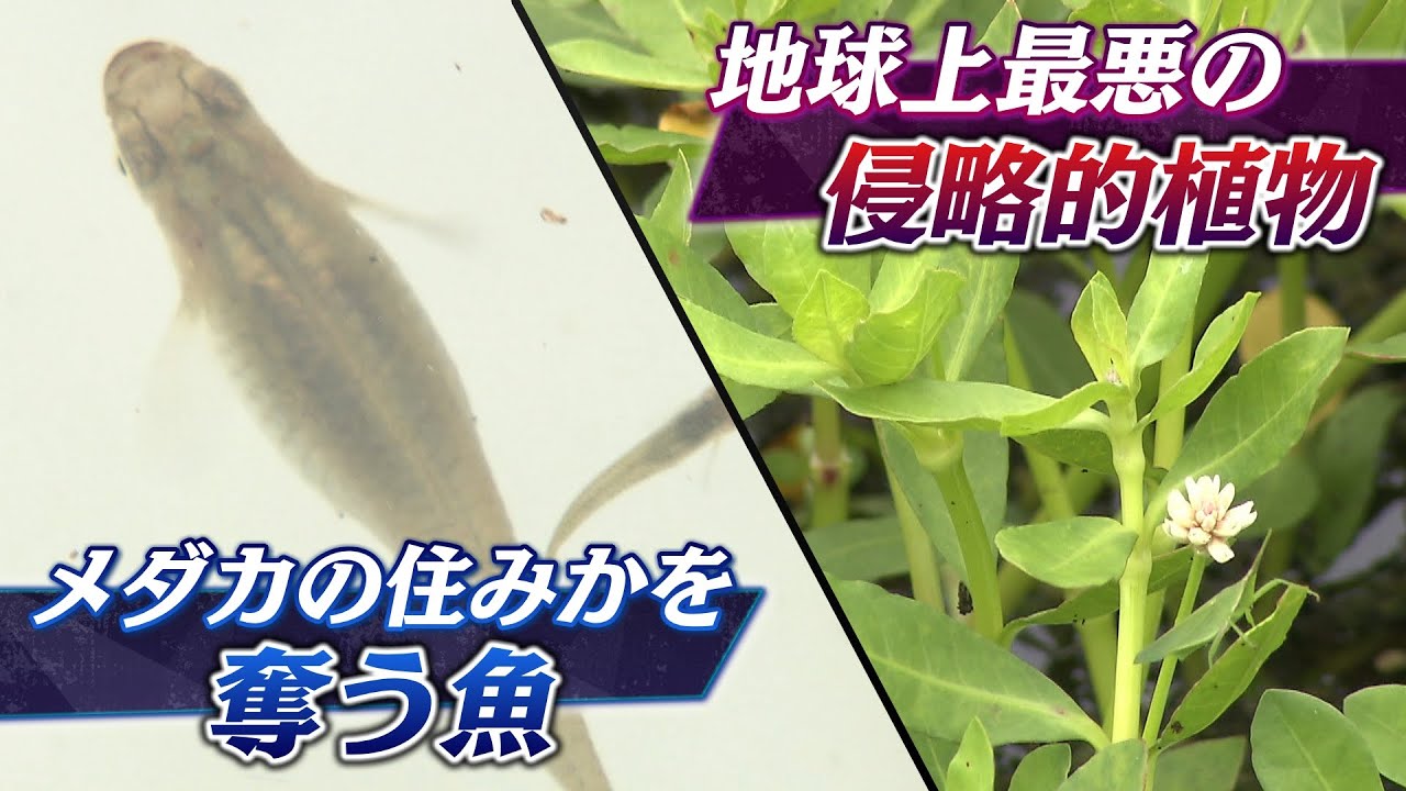 【特集】「メダカの住処を奪う魚」「地球上最悪の侵略的植物」...研究者が農家が立ち向かう『外来生物』の脅威（2021年11月5日）