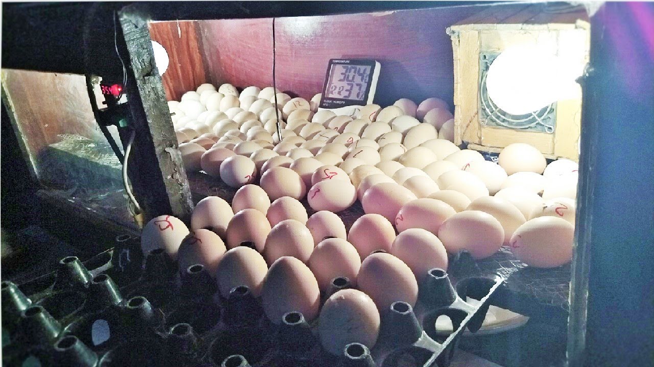 How to incubate chicken eggs in Manual egg incubator
