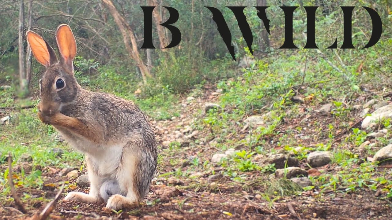 Naturaleza Viva en SLP: ¡Mira lo que habita nuestros bosques!