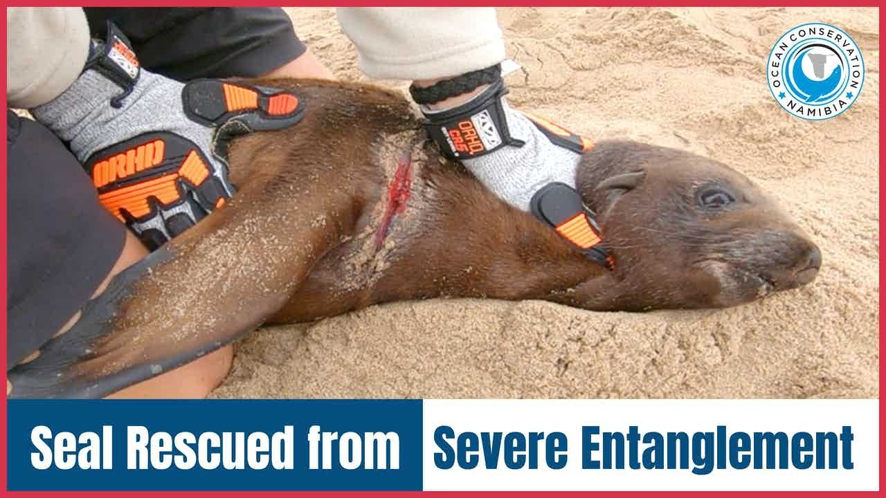 Seal Rescued From Painful Fishing Line Entanglement