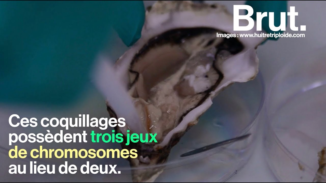 Le danger des huîtres triploïdes
