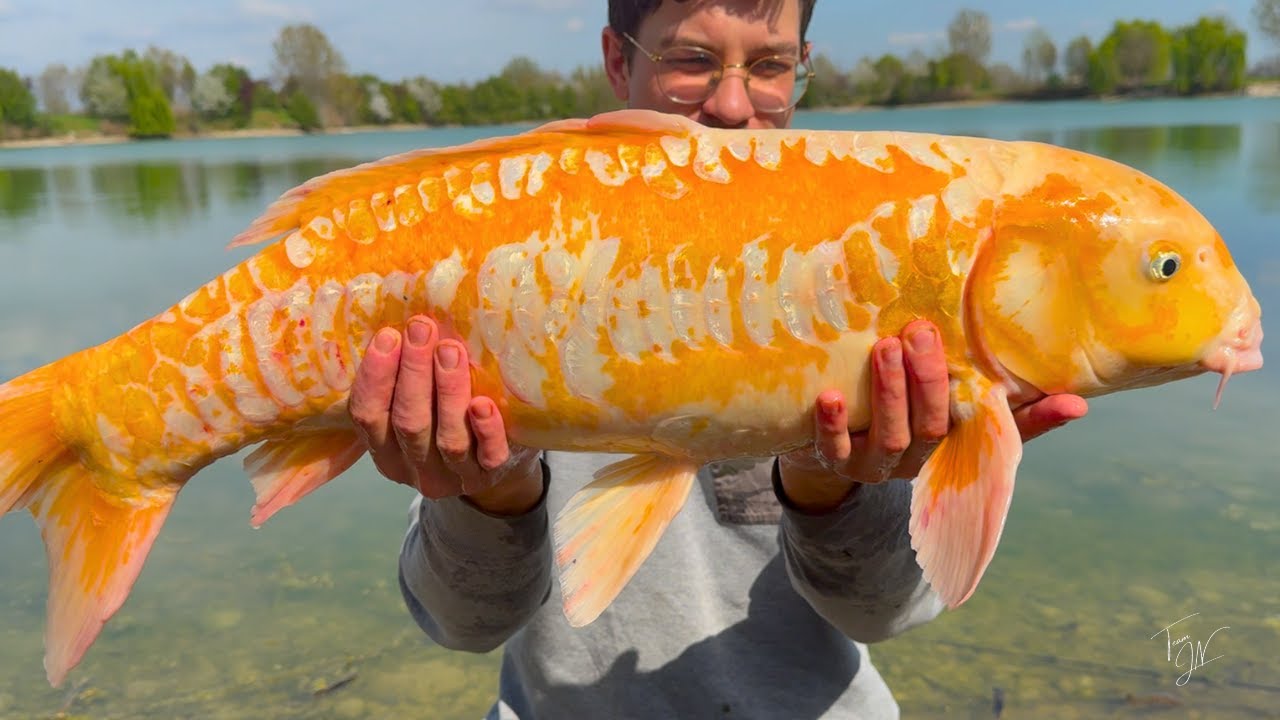 La mia prima carpa Koi
