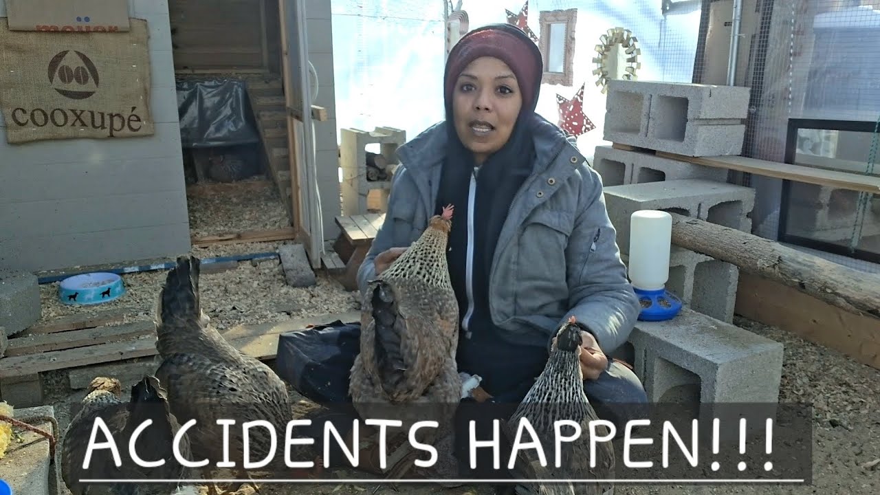 📷The Camera Fell & The Chickens Went Flying!!! #backyardchickens 