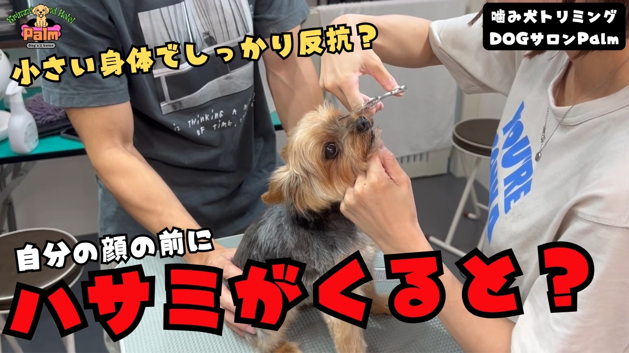 【初来店】トリマーもビックリ！ヨーキーの噛み犬トリミング！！