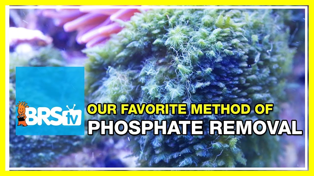 FAQ #10: What are some great ways to reduce phosphates in the reef aquarium? | 52 FAQ