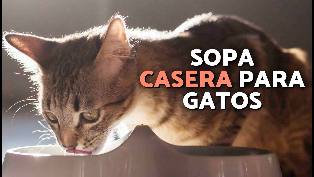 SOPA CASERA para GATOS 🍲😺 Según VETERINARIA: Esta receta le encantará a tu gato
