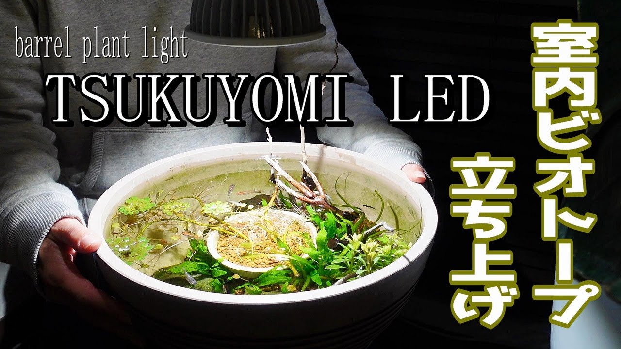 【ビオトープ】室内ビオトープ立ち上げ（TSUKUYOMIツクヨミLEDを使って冬でもメダカを楽しもう）