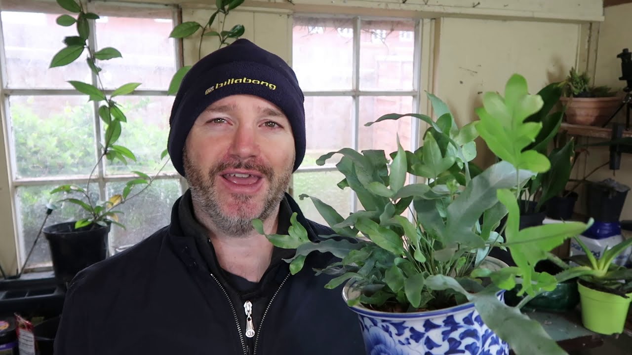 The Secret to Buying Cheap Houseplants
