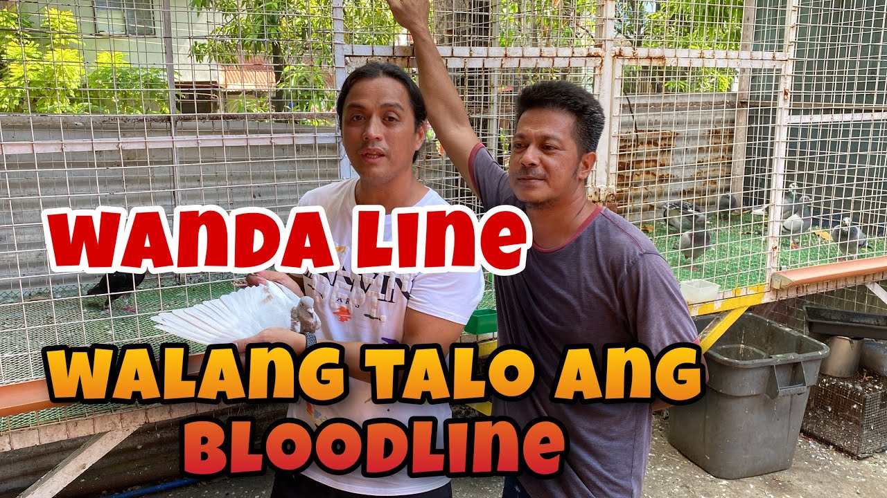 WANDA LINE, ANG BLOODLINE NA WALANG TALO |Reggie Cruz Loft & Aviary #reggiecruzloftandaviary