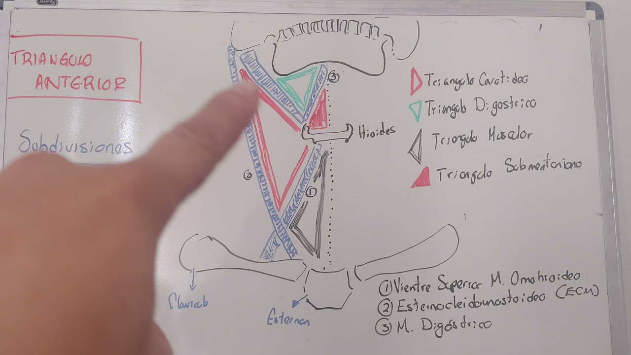 Tri&aacute;ngulo Anterior - subdivisiones