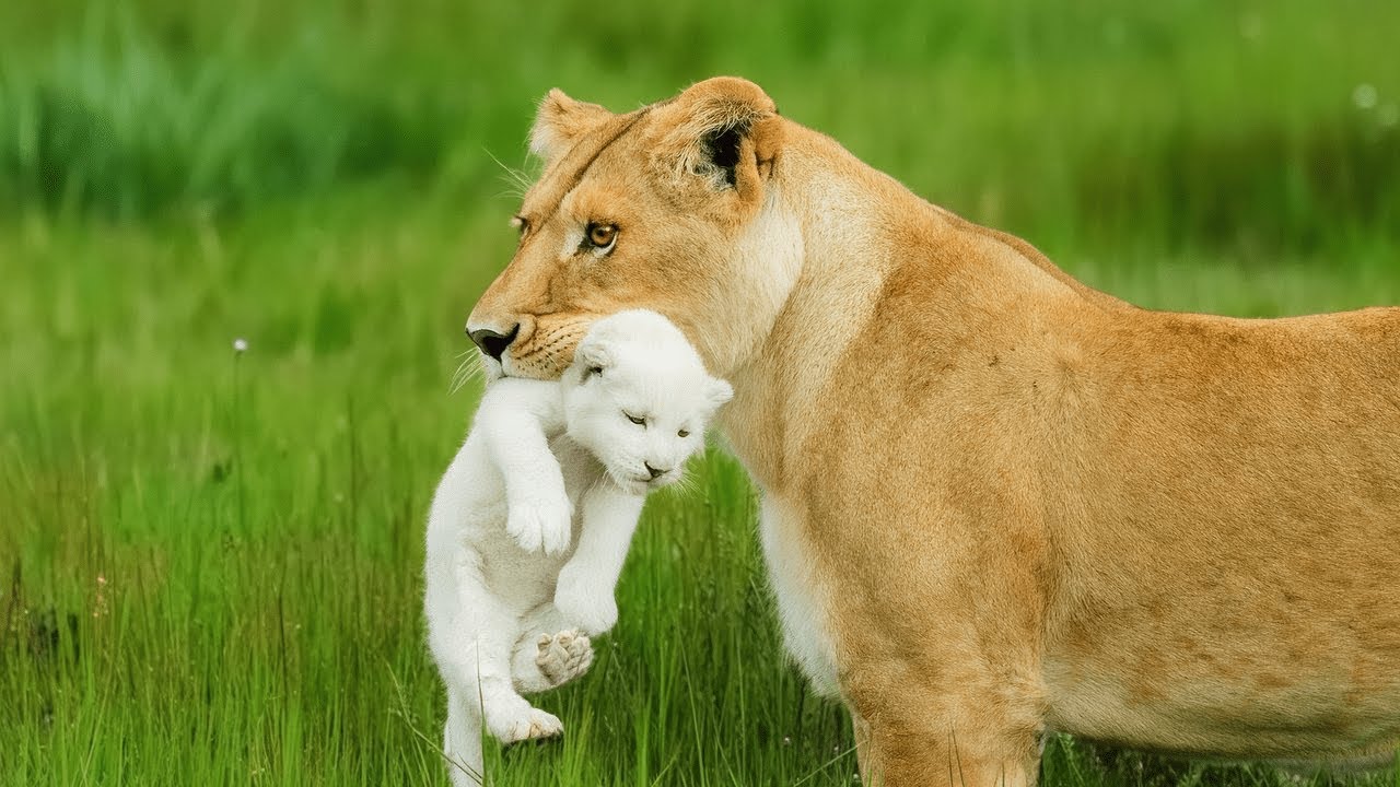 L&ouml;win verl&auml;sst ihr wei&szlig;es Junges, weil es anders ist &ndash; Du wirst nicht glauben, was dann passiert