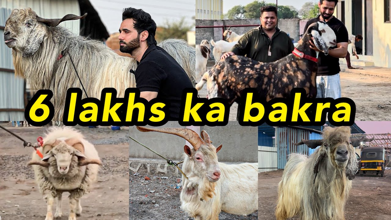 6 lakhs ka Mumbai ka sabse bada bakra 😍 48+ height 155kg | Faisal Goat Ranch | Goat farms | Shezaan