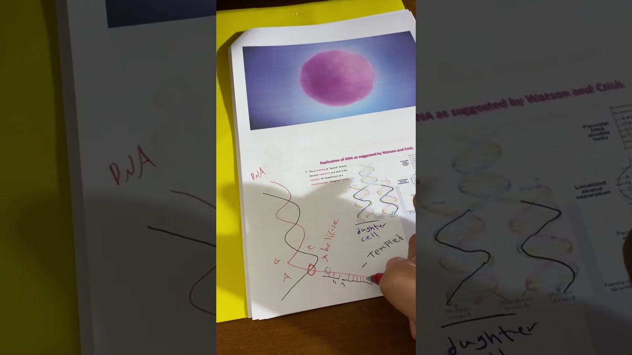 DNA part3