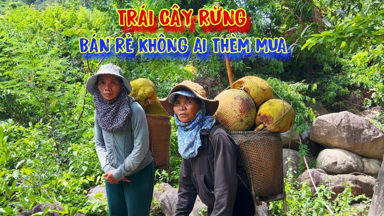 NỤ CƯỜI hạnh phúc, vượt đèo núi cao, HÁI MÍT bán rẻ như cho, mà không ai THÈM MUA - tập 1088