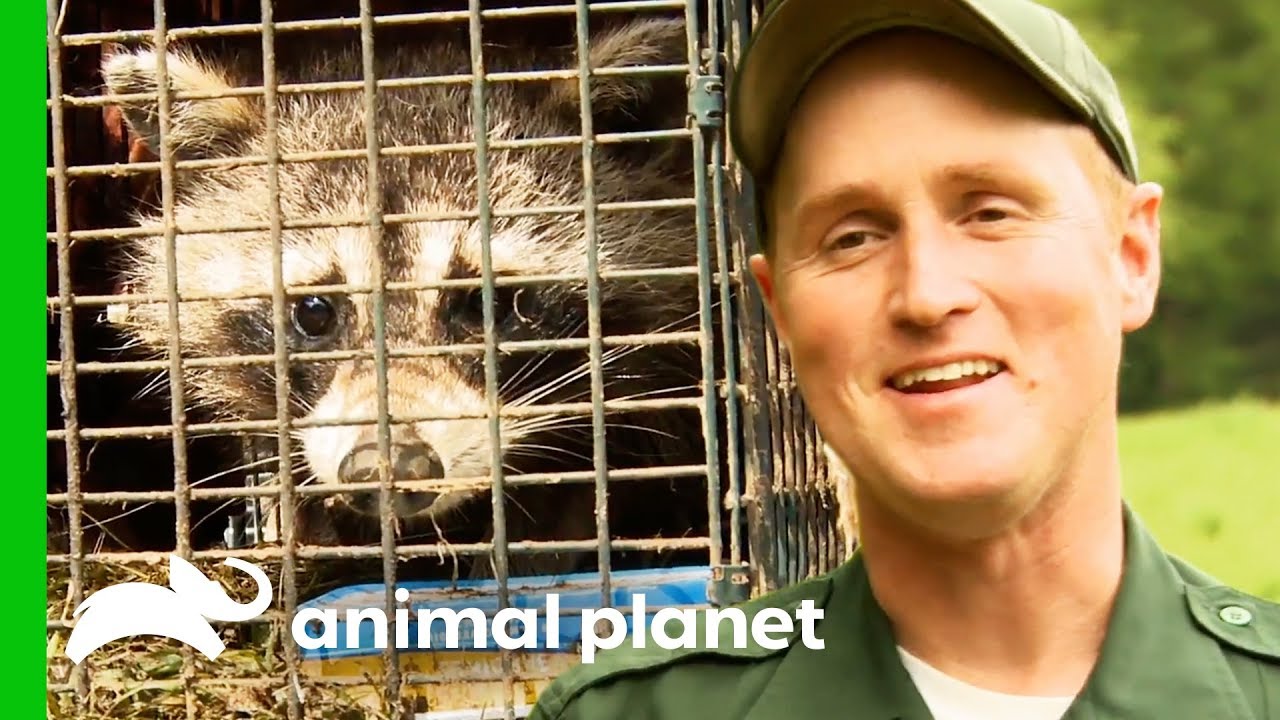 Bear-Proofing Raccoon Traps To Safely Get Rid Of Nuisance Wildlife | North Woods Law