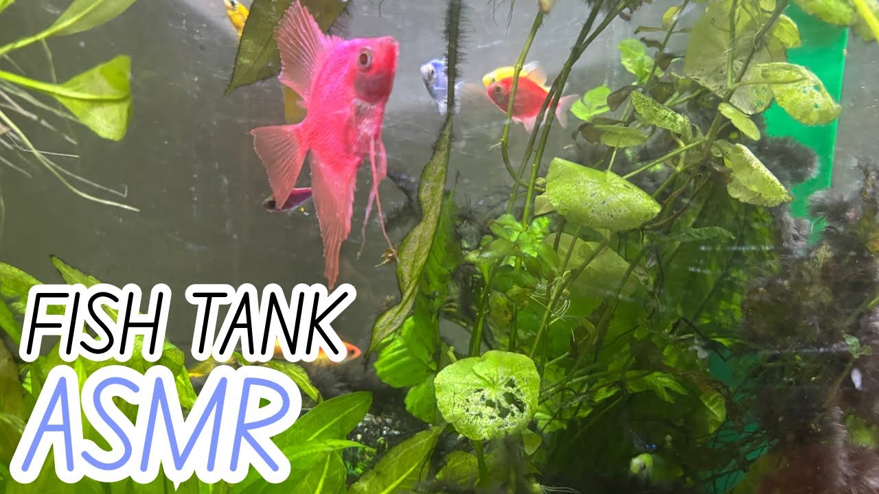 Fish Tank ASMR! (Water Splashing ASMR!)