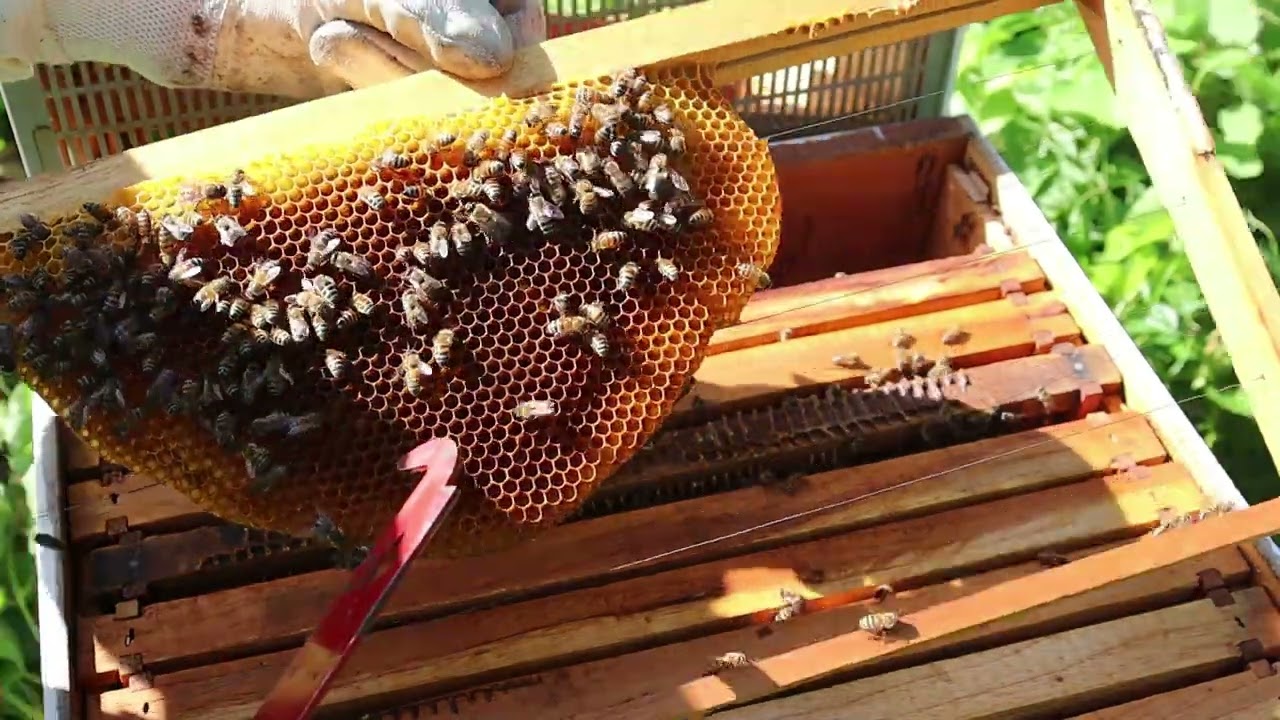 Hive Inspection - A Honey Beekeepers Guide to Beehive Maintenance - Hive Inspection MLN