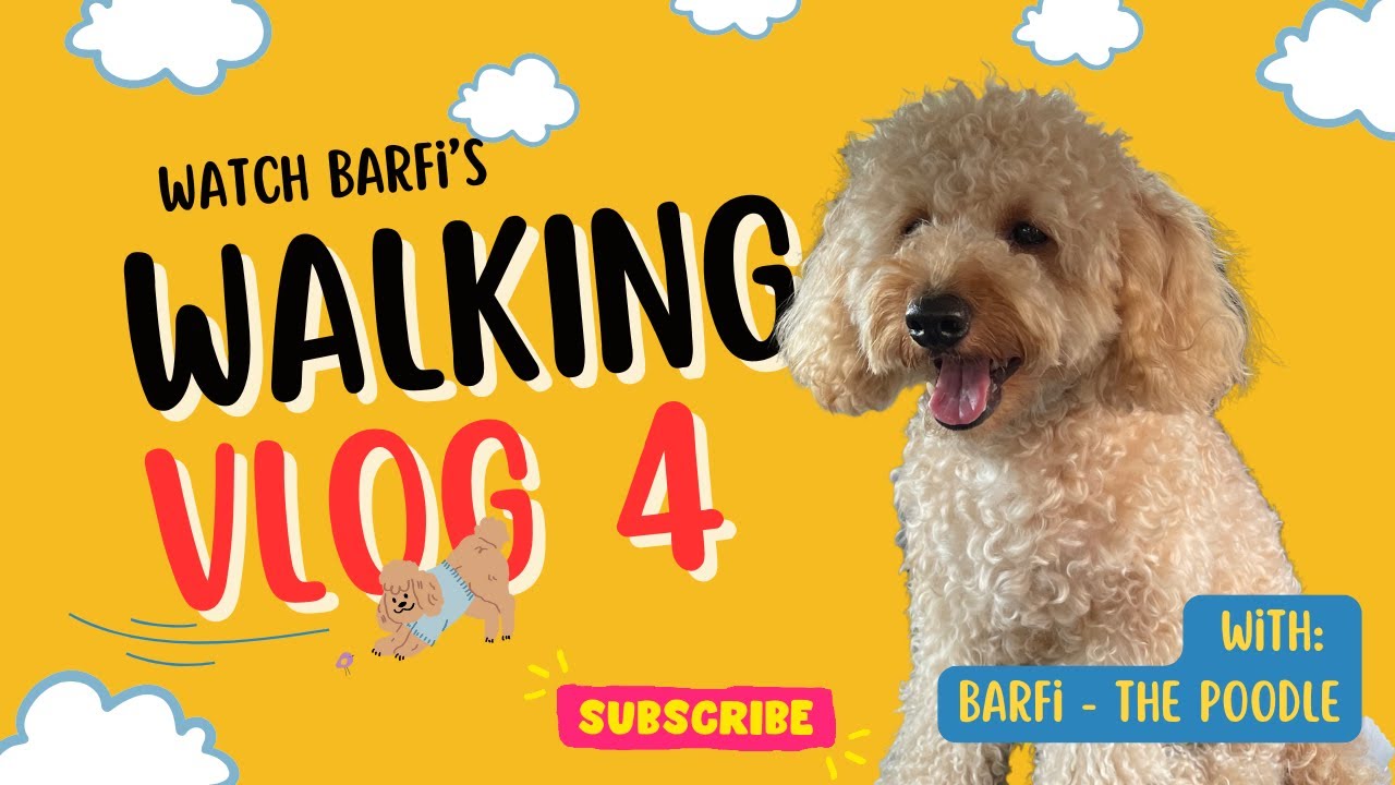 Cute Walk of Barfi | Vlog 4 | India ka CUTE Poodle