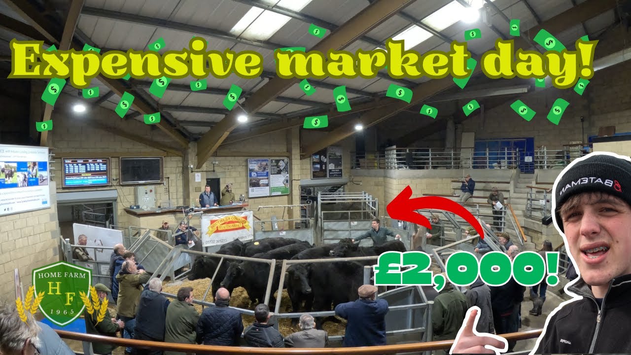 Going to BIG UK cattle market