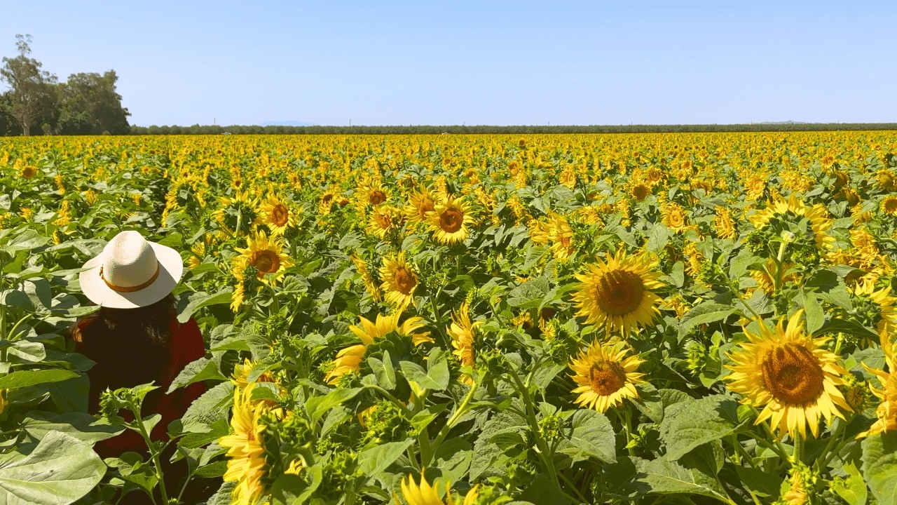 I Visited a MASSIVE Sunflower Field in CA — It Was Breathtaking! (4K)