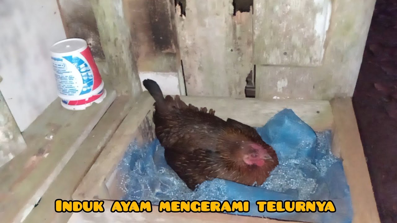 HUJAN HUJANAN LIHAT INDUK AYAM YANG MENGERAMI TELURNYA 