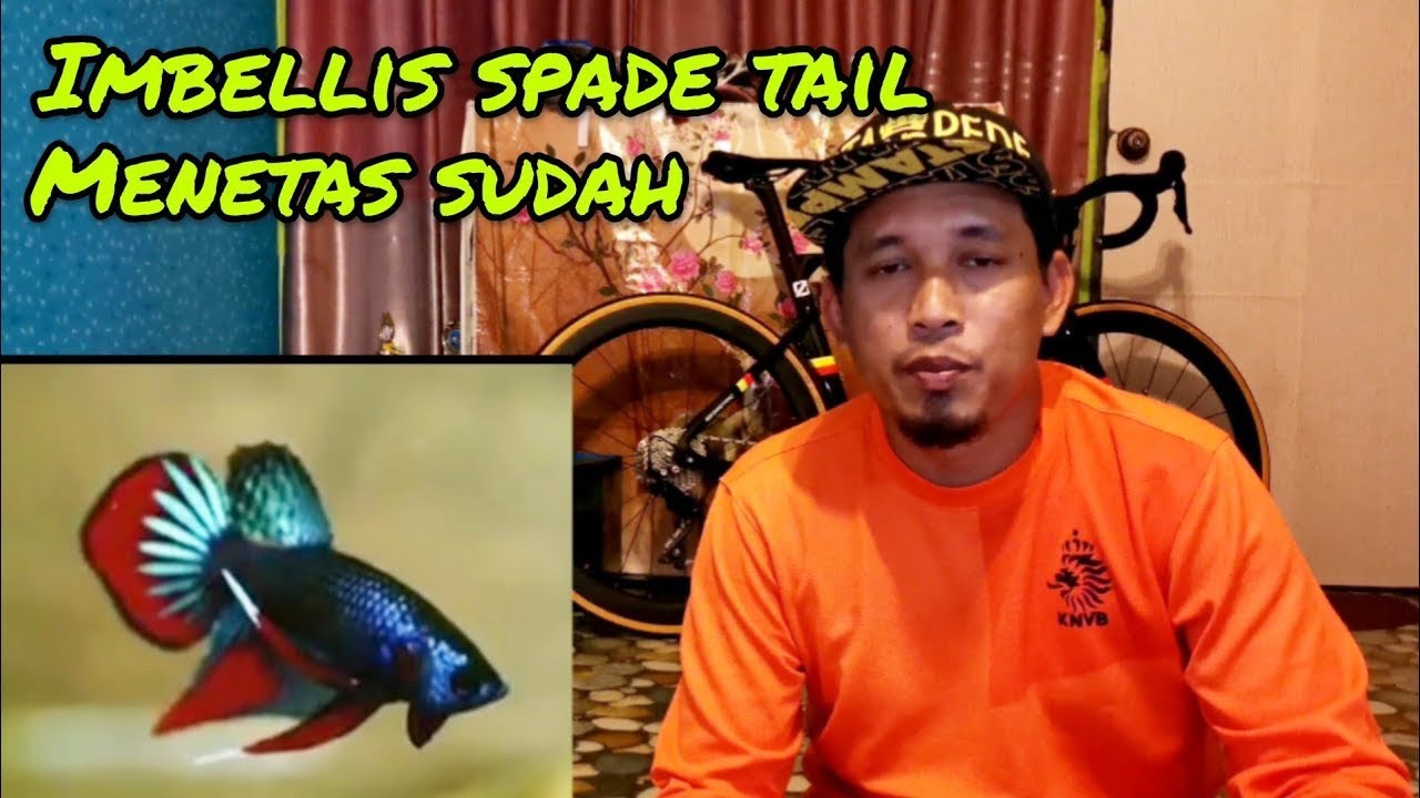 Cara Kawinkan Ikan laga #gengdunia #duniabadol