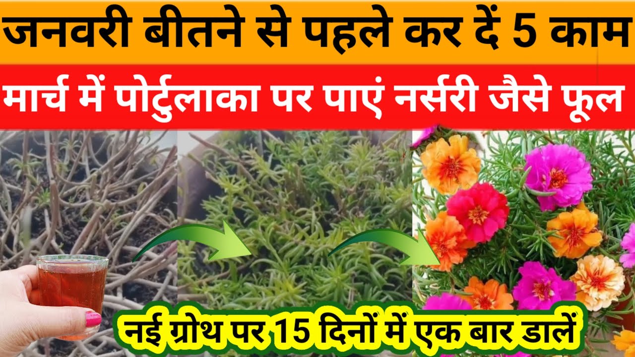 जनवरी या शुरू फरवरी में पोर्टुलाका पर करें 5 काम+डालें ये खाद, मार्च में पाएं ढेरों कलियां और फूल!!