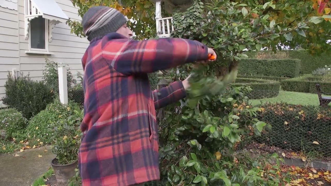 Pruning Back A Climbing Fig