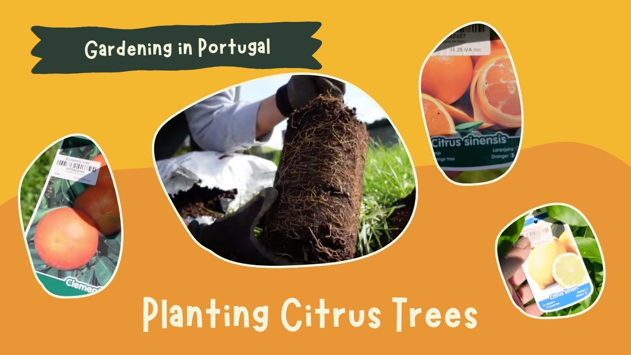 Citrus tree Planting / Life in Portugal / Gardening in the Azores