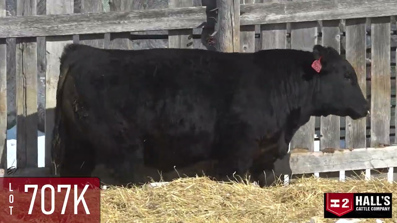 Hall's Cattle Co. | LOT 707K