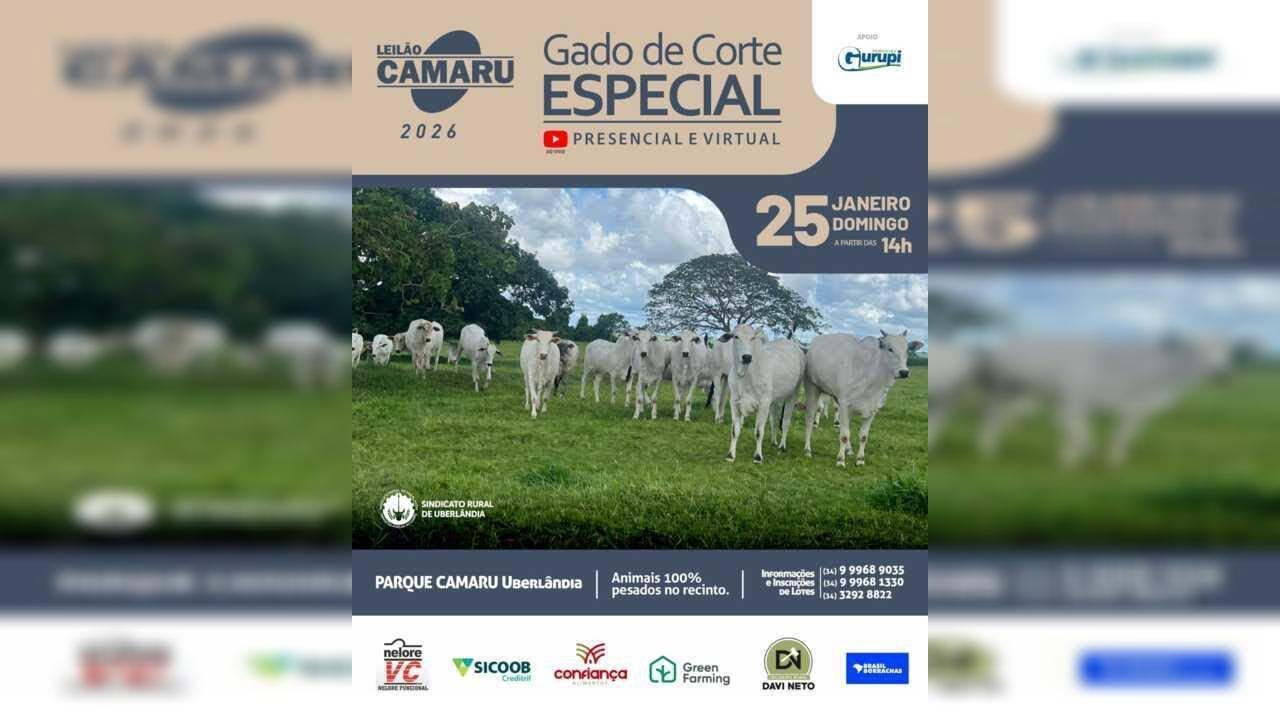 CAMARU - UBERLÂNDIA - MG - LEILÃO GADO DE CORTE ESPECIAL - 25 DE JANEIRO DE 2026
