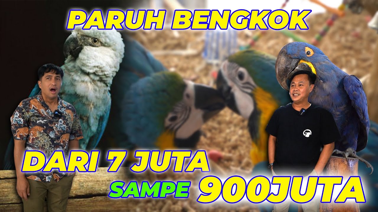 OM CUCU SALAH SATU PELOPOR PARUH BENGKOK DI INDONESIA 😱