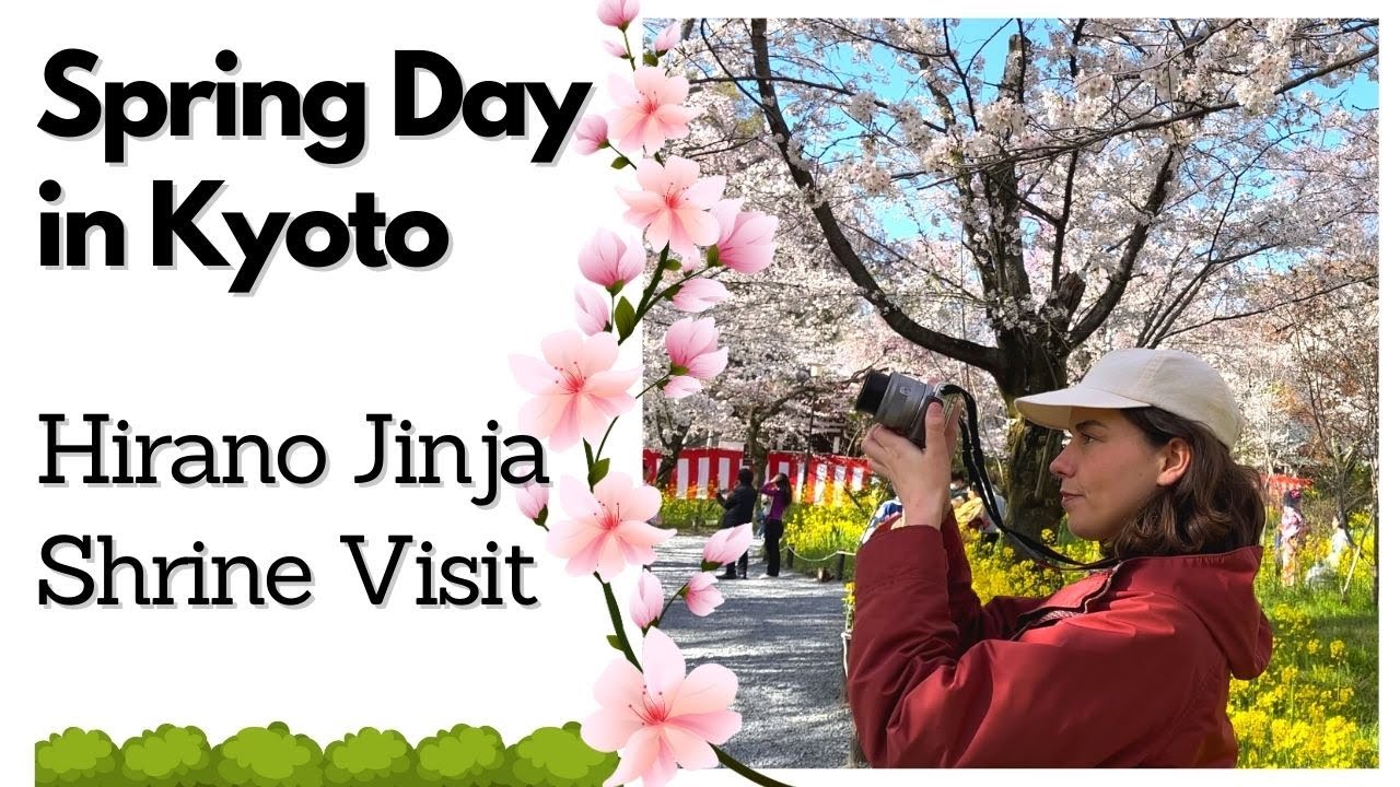 Spring Day in Kyoto: Hirano Shrine Visit【Full Bloom Cherry Blossoms】