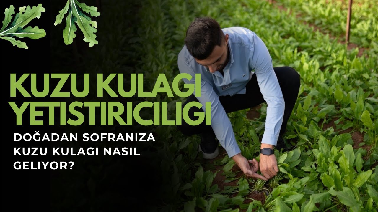 Kuzu Kulağı Nedir? Nasıl Yetiştirilir? Çiftçiden Gerçek Bilgiler