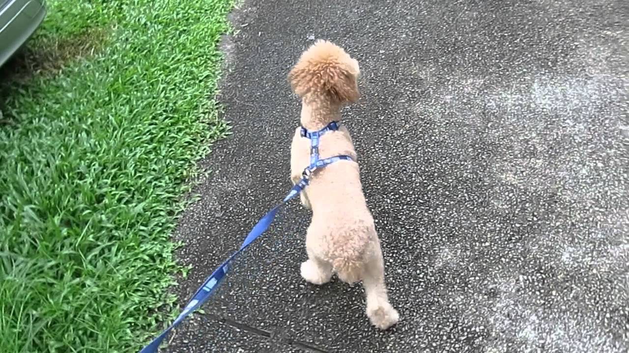 FEEDMYPAWS - VLOG 20052015