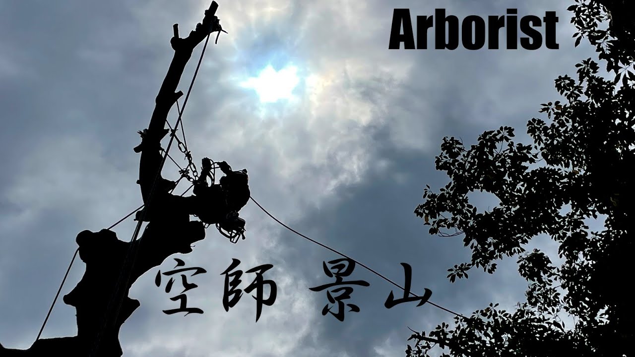 Felling Tree Kageyama Tree Service vol 19 Arborist 空師 剪定 ツリークライミング