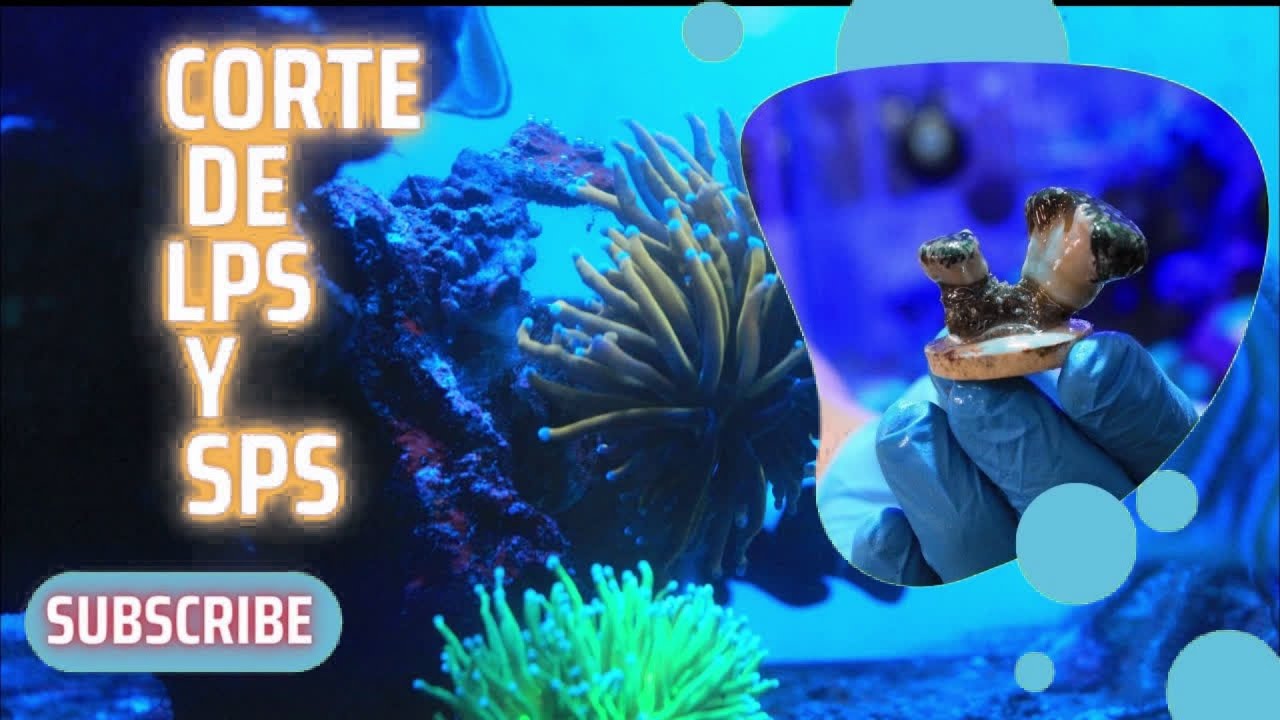 COMO ESQUEJAR LPS y SPS con DREMEL