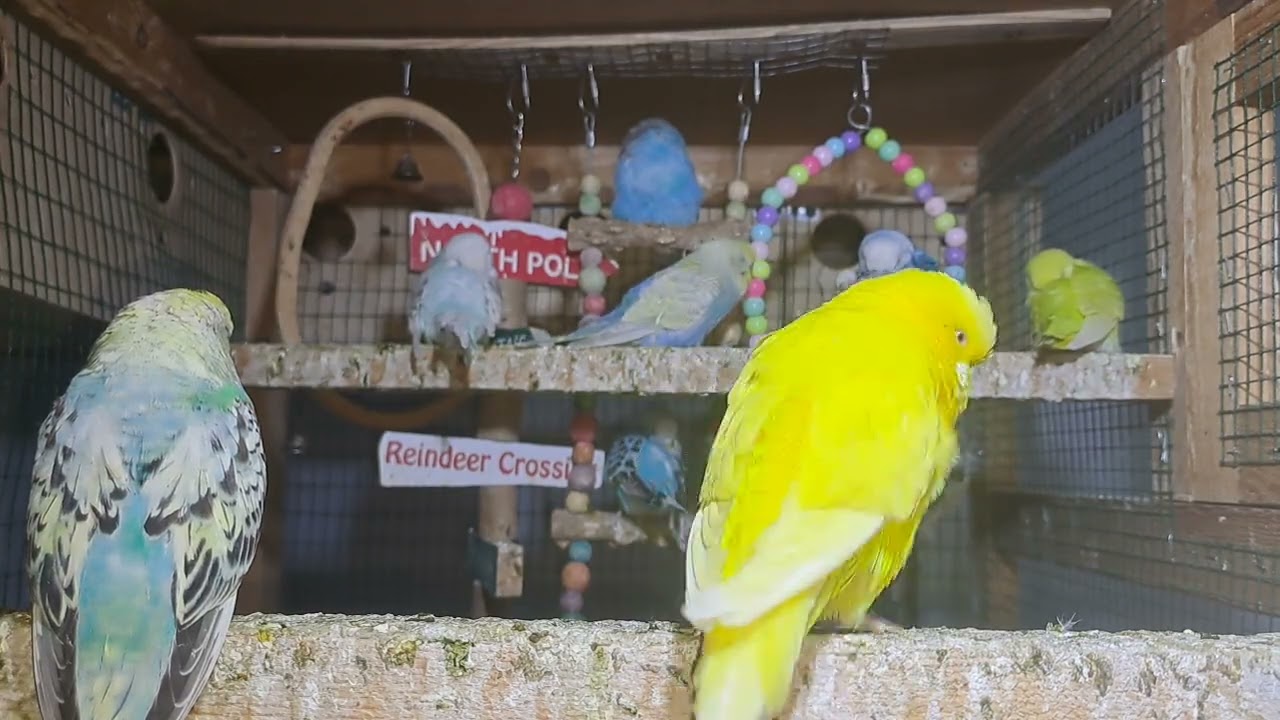 Parrot babies
