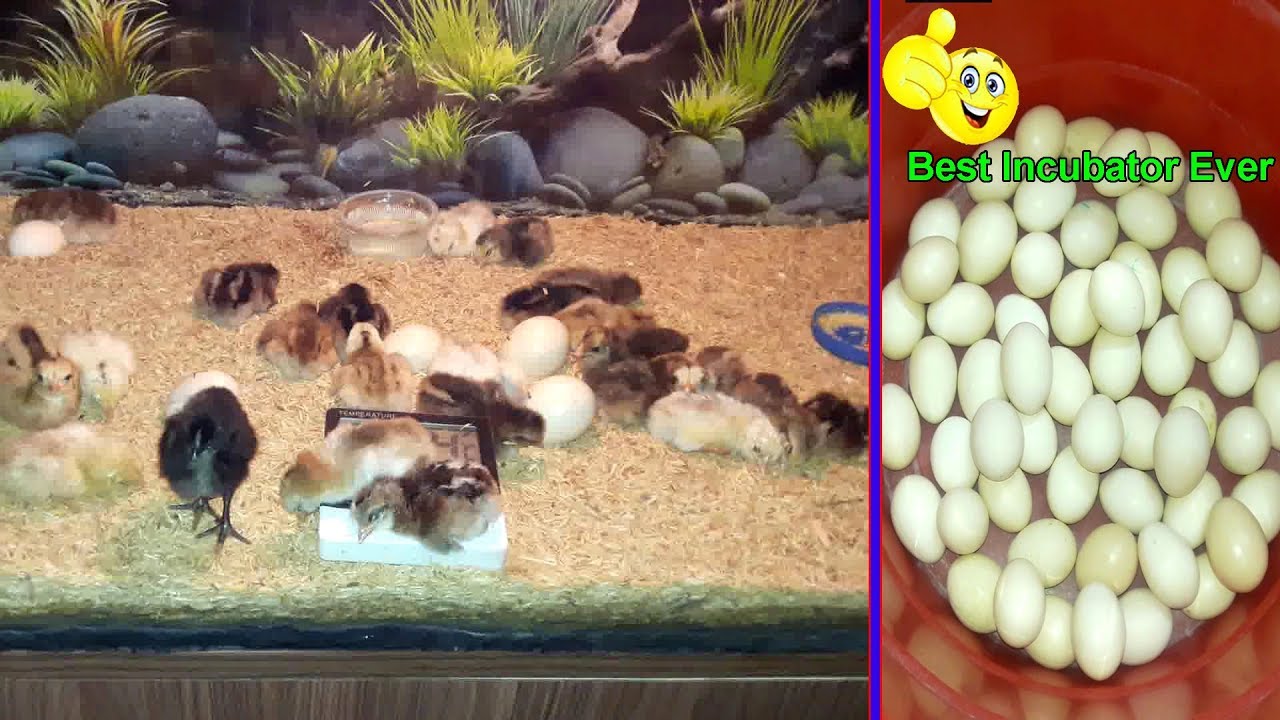 WOW Best Homemade Incubator For Chicken Eggs || Hatching Eggs