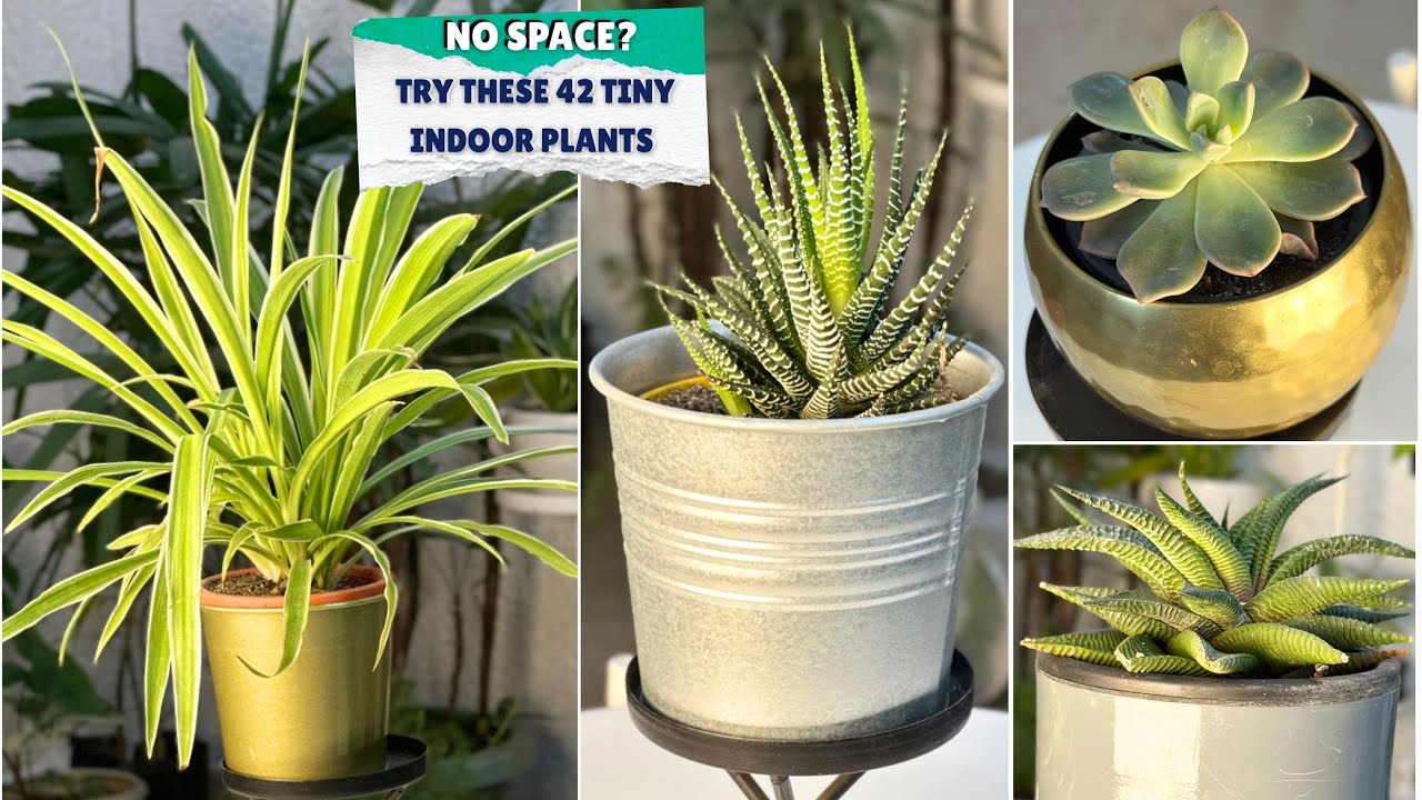 42 Cute Small Indoor Plants | Tiny Houseplants