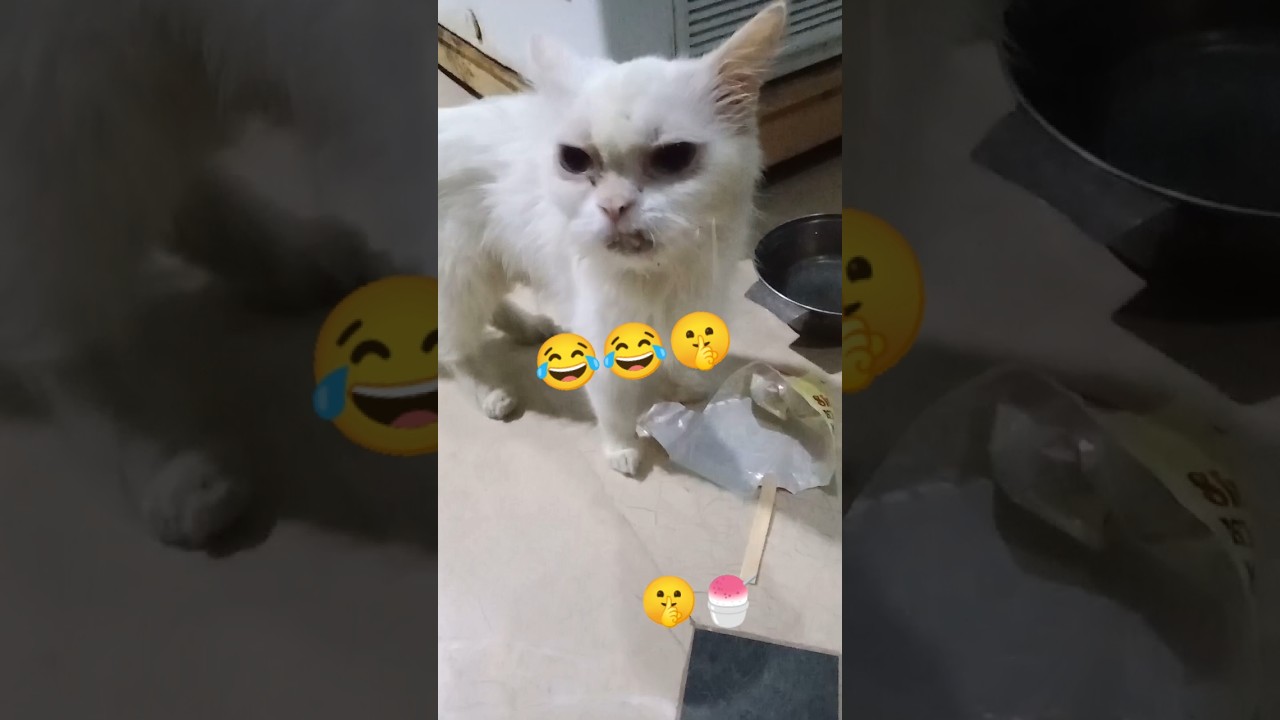 #kitten #cat #cute#pets #funnymoments#meow #funny #catshorts #funnycats#fyp#shorts#shortskitten