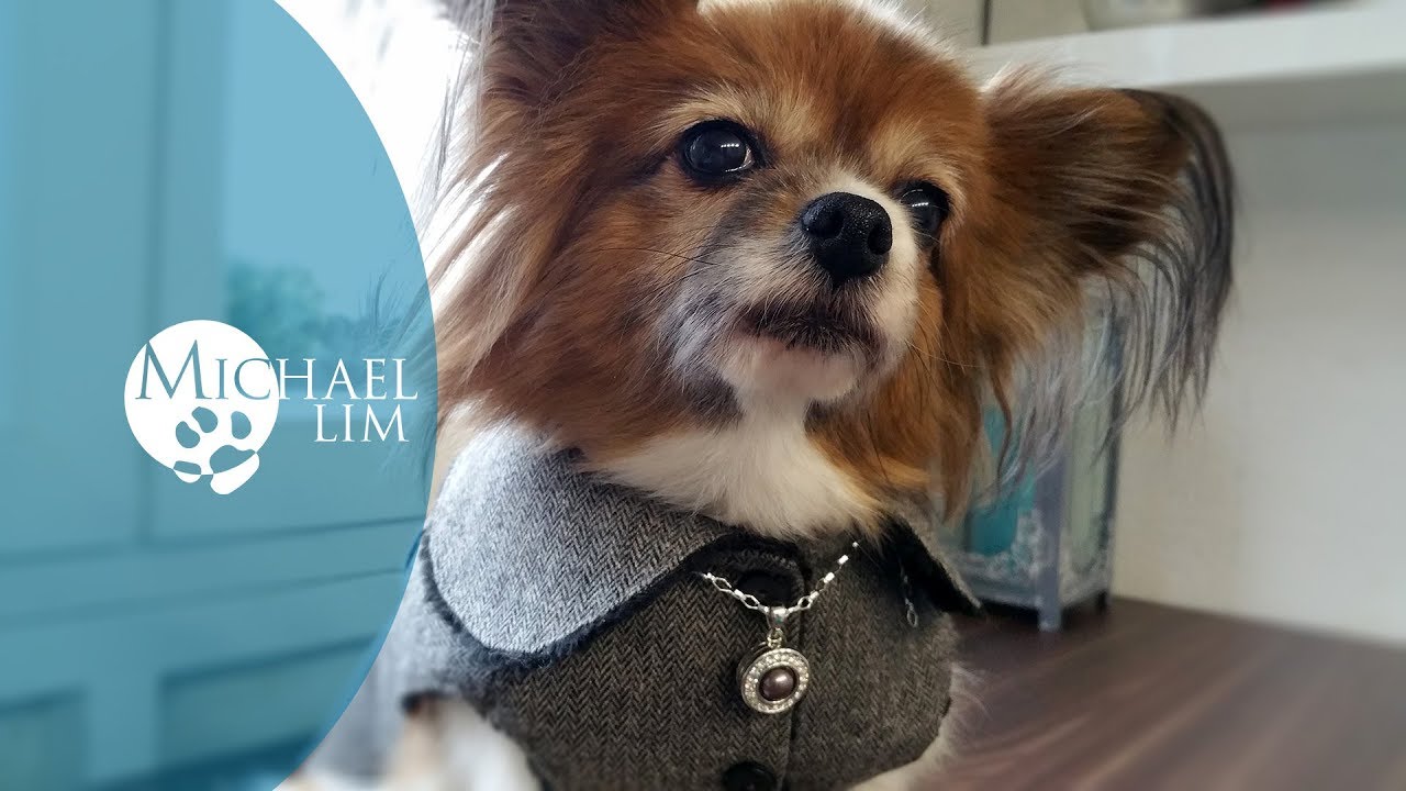 Dog Coats / Simple & Elegant