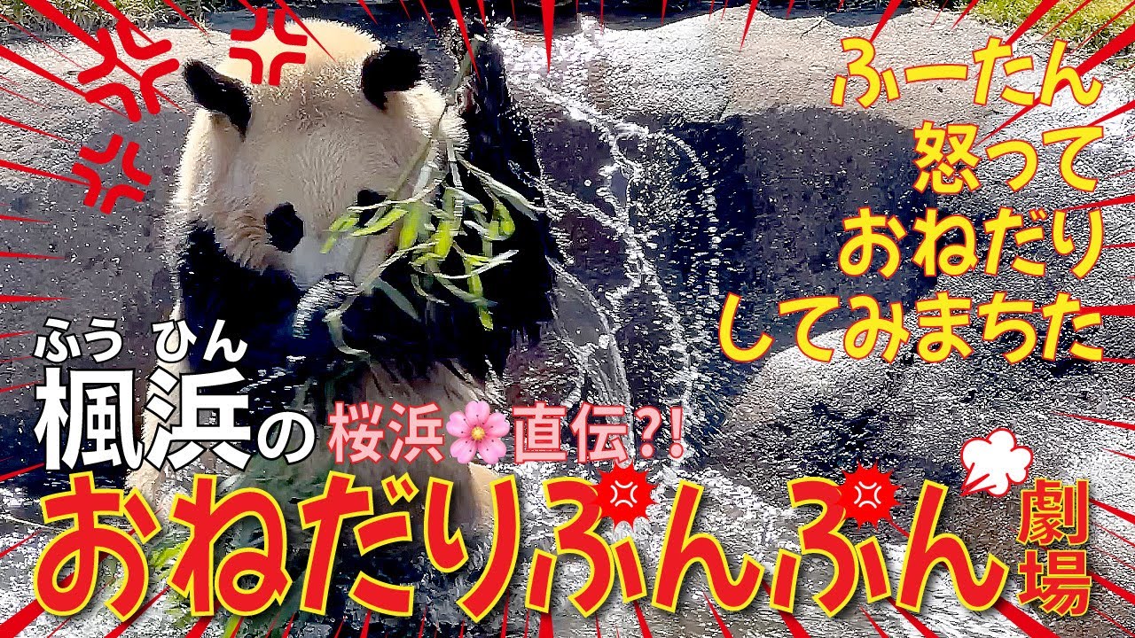 【楓浜（ふうひん）】お池でブチギレ💢さぁ大変の楓浜🍁怒る😡おねだり作戦は桜浜🌸直伝⁉️のおねだりぷんぷん😠劇場