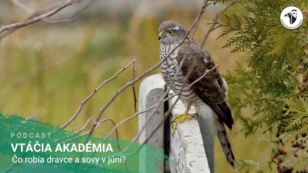 Vt&aacute;čia akad&eacute;mia: Čo robia dravce a sovy v j&uacute;ni?