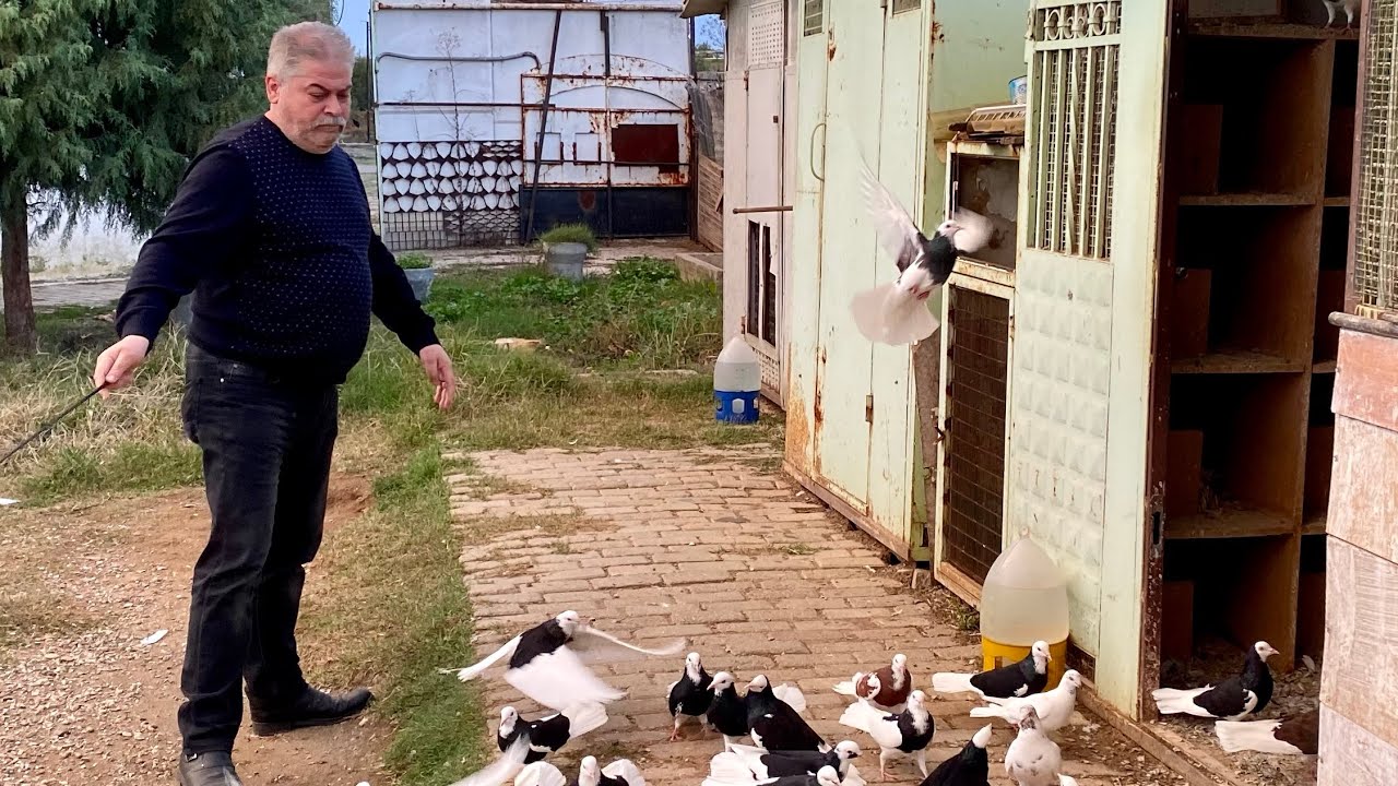 MERKEZ AHMET DÖNEK GÜVERCİN TV 📺 AYDIN Dunek Pigeons roller Muradiye dönüş
