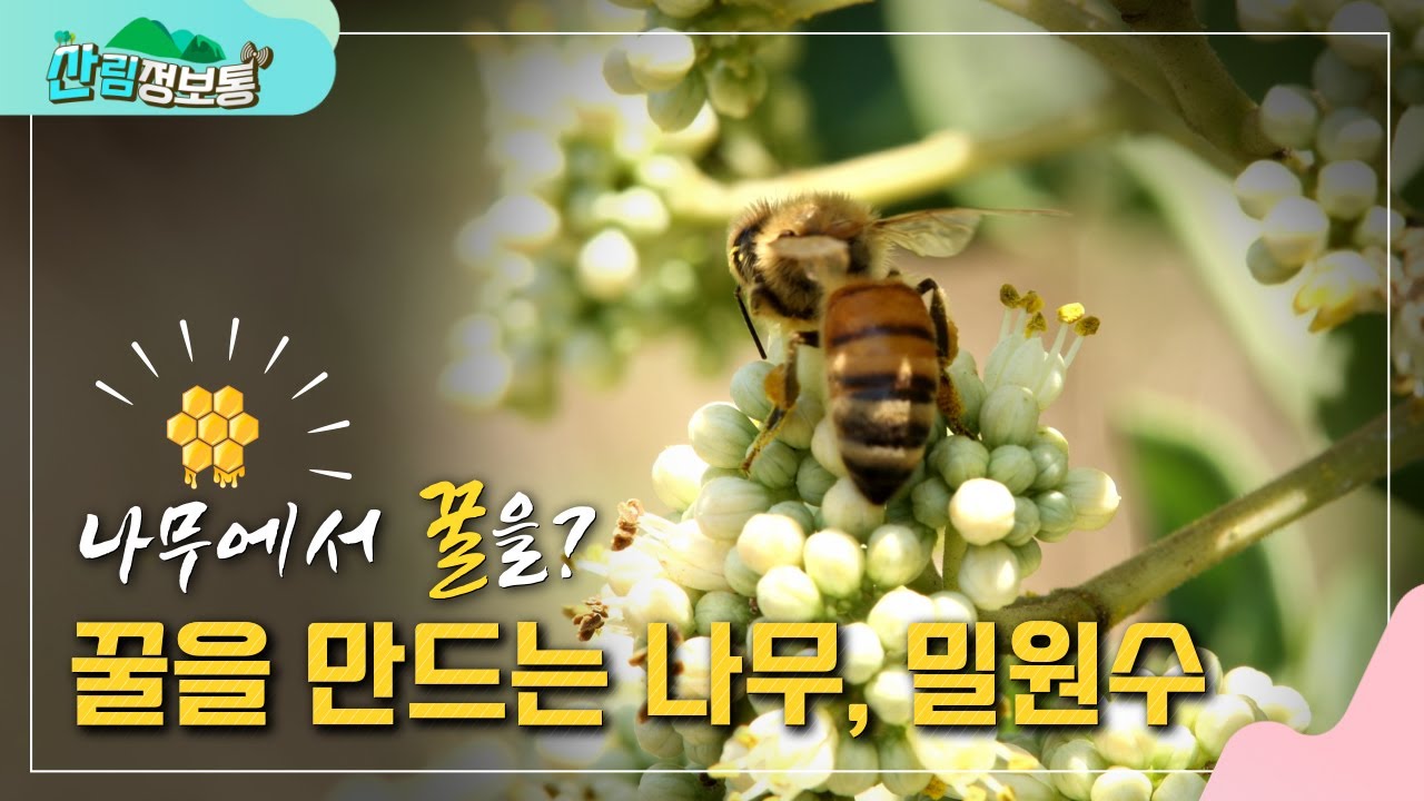 [산림정보통] 꿀을 만드는 나무 밀원수를 알아보자-쉬나무편