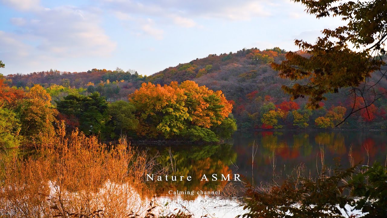 단풍으로 물든 가을 호수의 아름다운 풍경, 편안하고 평화로운 가을 오후 휴식 ASMR